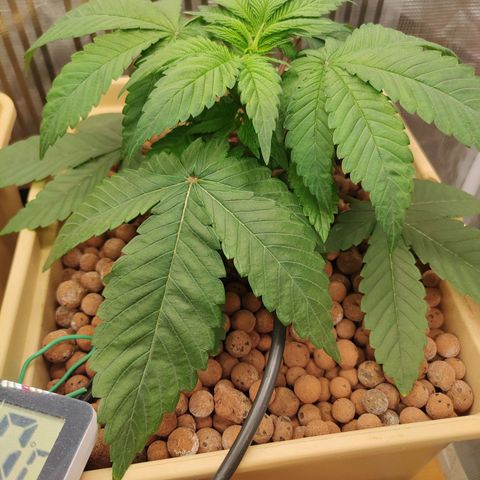 Skunk XL growlog timeline photo