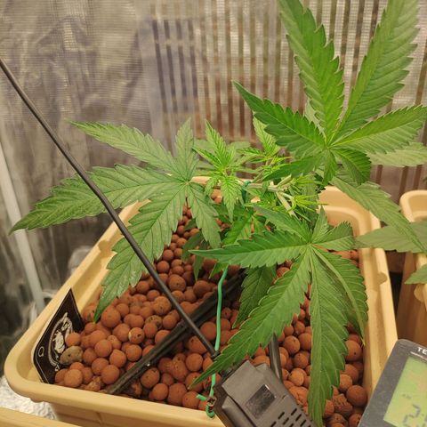 Blackberry Cake growlog photo: LST main 
