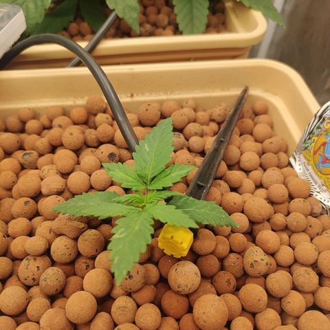 Amnesia Haze growlog timeline photo