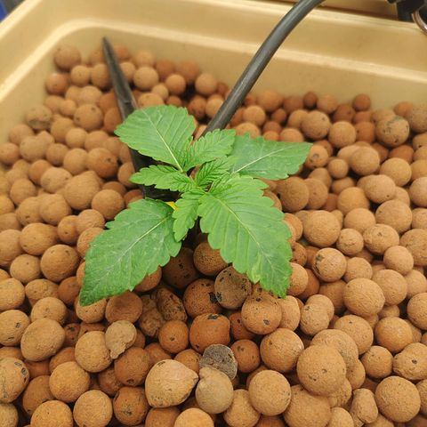 Watermelon Zkittlez growlog timeline photo