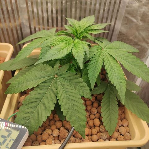 Skunk XL growlog timeline photo