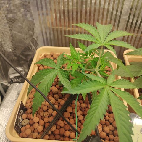 Blackberry Cake growlog timeline photo