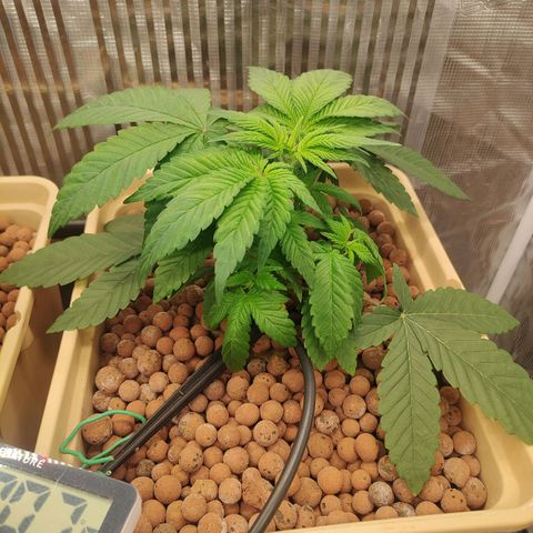 Skunk XL growlog photo: Taglio:
2 foglie inferiori
2 foglio superiori prendisole grandi