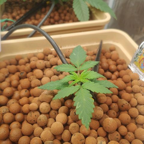 Amnesia Haze growlog timeline photo