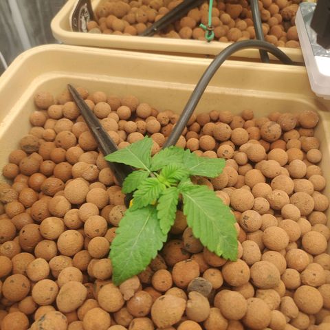 Watermelon Zkittlez growlog timeline photo