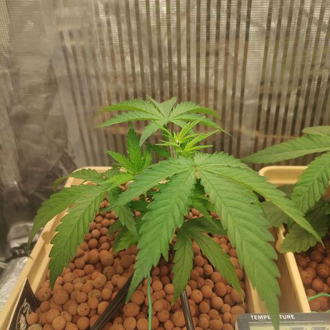 Blackberry Cake growlog timeline photo