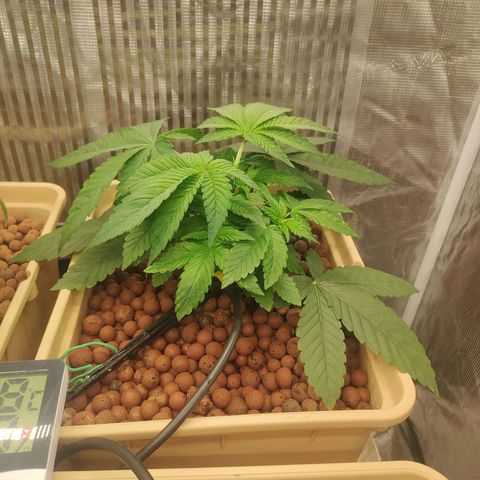 Skunk XL growlog photo: Topping 