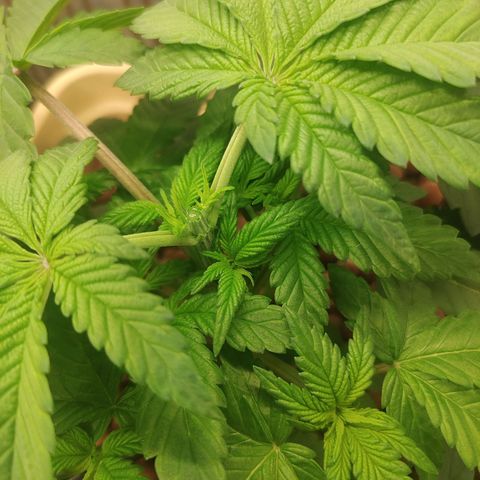 Skunk XL growlog photo: Results, 4 possibili apicali