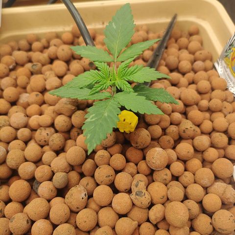 Amnesia Haze growlog timeline photo