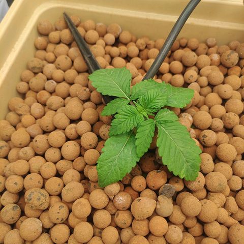 Watermelon Zkittlez growlog timeline photo