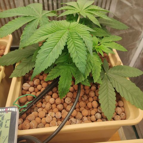Skunk XL growlog timeline photo