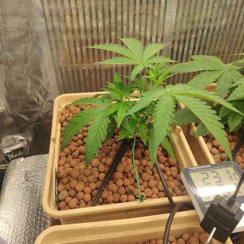 Blackberry Cake growlog timeline photo