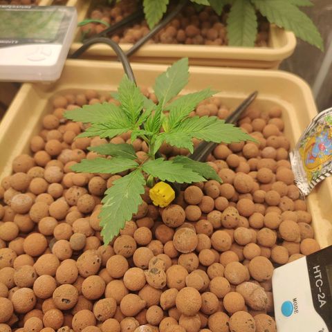 Amnesia Haze growlog timeline photo