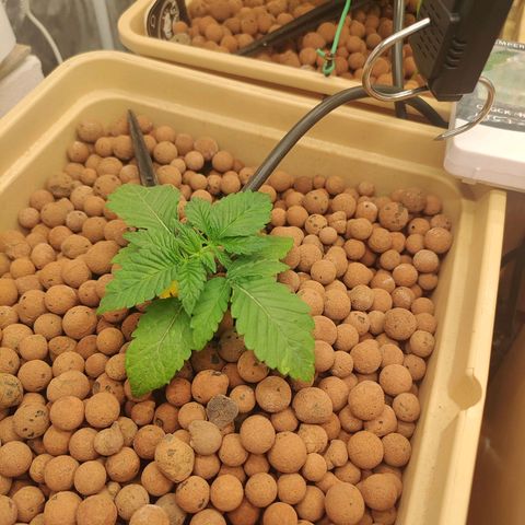 Watermelon Zkittlez growlog timeline photo