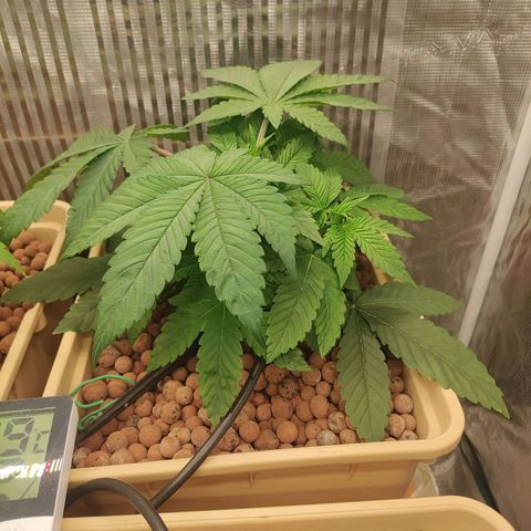 Skunk XL growlog timeline photo