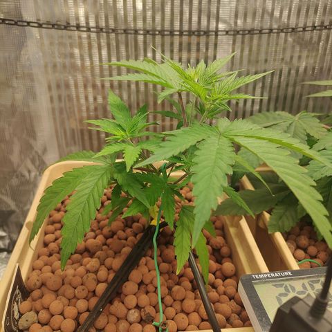 Blackberry Cake growlog timeline photo