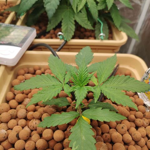 Amnesia Haze growlog timeline photo
