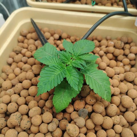 Watermelon Zkittlez growlog timeline photo