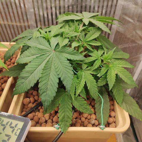 Skunk XL growlog photo: Lst, ha bisogno di più irrigazione 