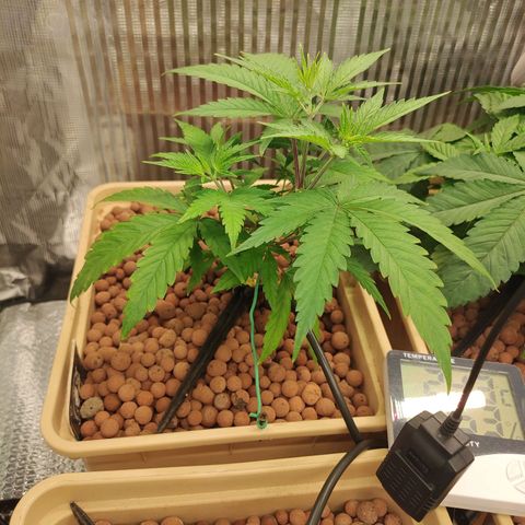 Blackberry Cake growlog timeline photo