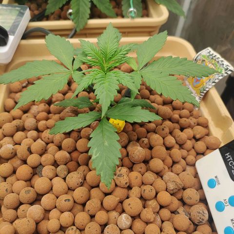 Amnesia Haze growlog timeline photo