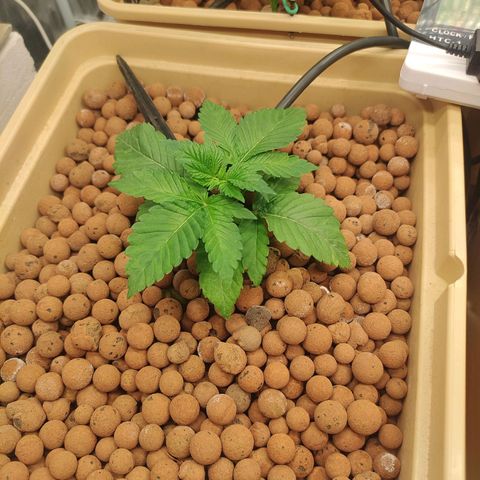 Watermelon Zkittlez growlog timeline photo