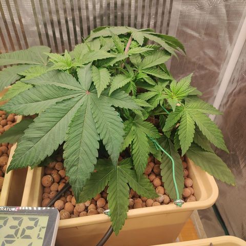 Skunk XL growlog timeline photo