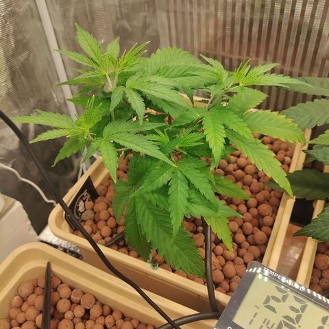Blackberry Cake growlog photo: More lst