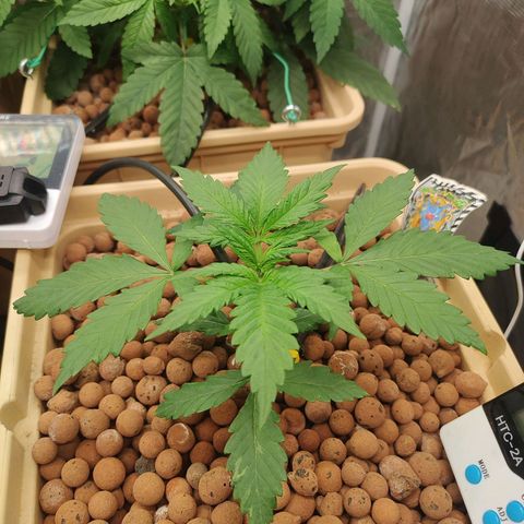 Amnesia Haze growlog timeline photo