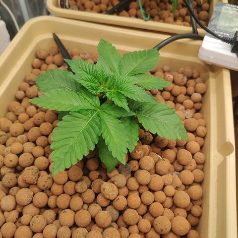 Watermelon Zkittlez growlog timeline photo