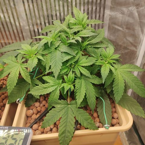 Skunk XL growlog photo: Rimozione 2 prendisole superiori