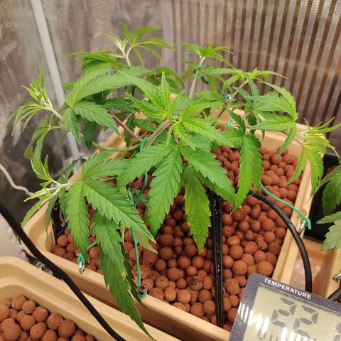 Blackberry Cake growlog timeline photo