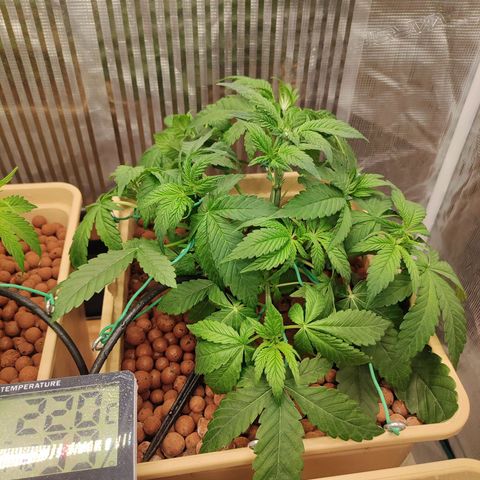 Skunk XL growlog timeline photo
