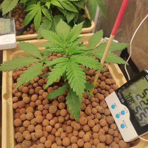 Amnesia Haze growlog timeline photo