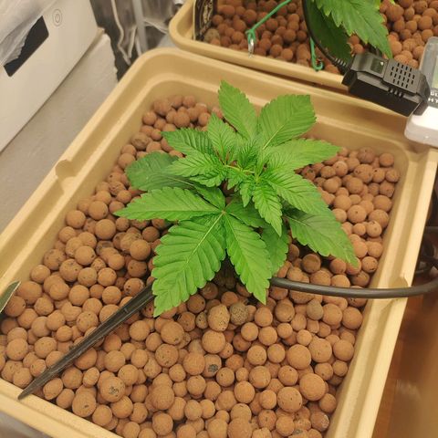 Watermelon Zkittlez growlog timeline photo