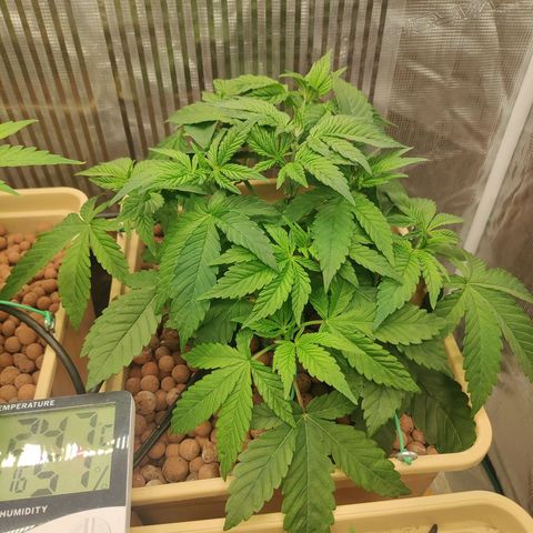 Skunk XL growlog timeline photo