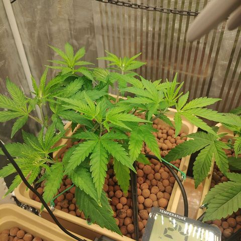 Blackberry Cake growlog timeline photo