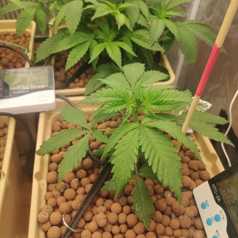 Amnesia Haze growlog timeline photo