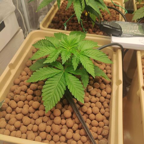 Watermelon Zkittlez growlog timeline photo