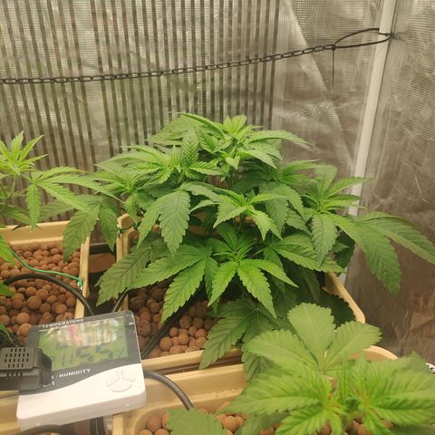 Skunk XL growlog timeline photo