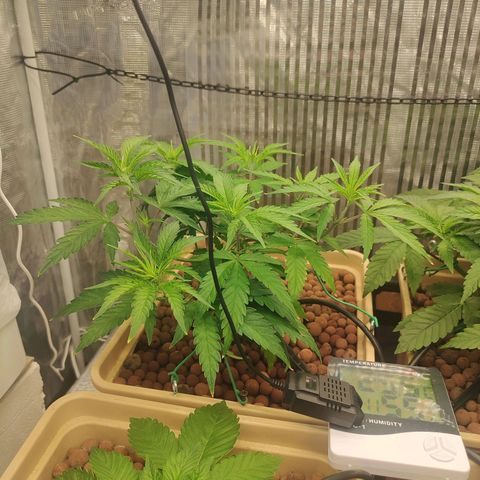 Blackberry Cake growlog timeline photo