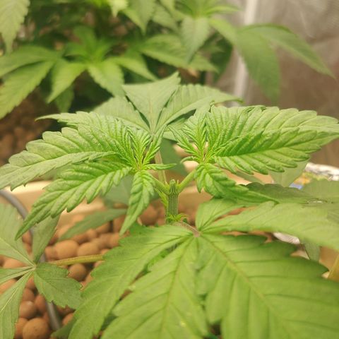 Amnesia Haze growlog photo: Topping 