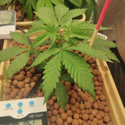 Amnesia Haze growlog timeline photo