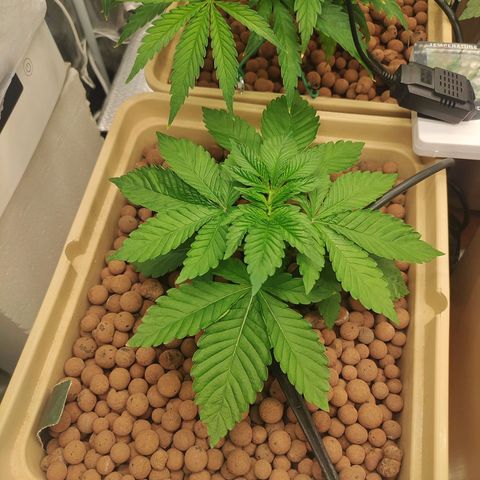 Watermelon Zkittlez growlog timeline photo