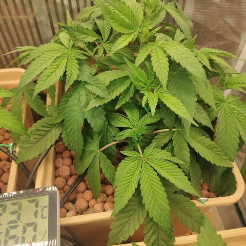 Skunk XL growlog photo: Piccola defogliazione 