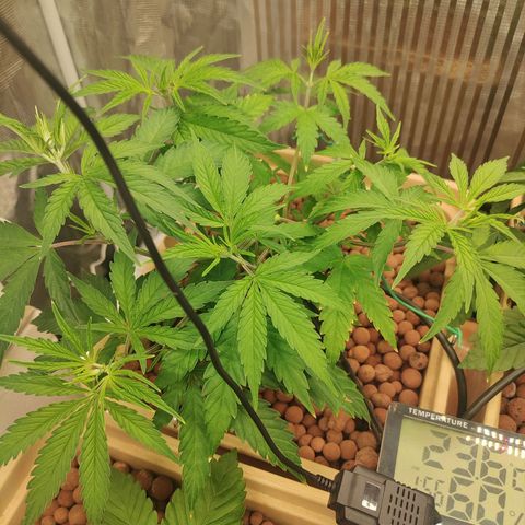 Blackberry Cake growlog timeline photo