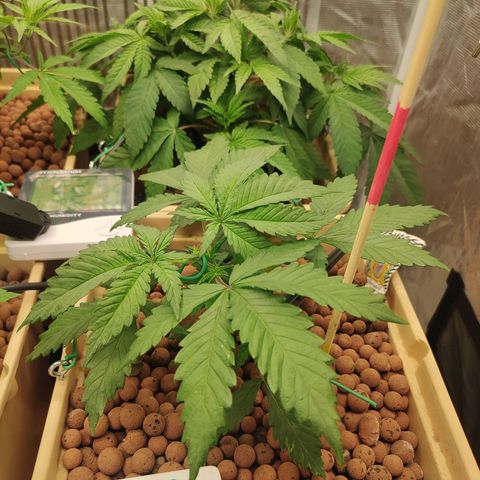 Amnesia Haze growlog photo: Cropping