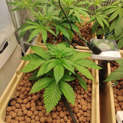 Watermelon Zkittlez growlog timeline photo
