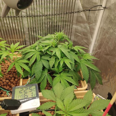 Skunk XL growlog timeline photo