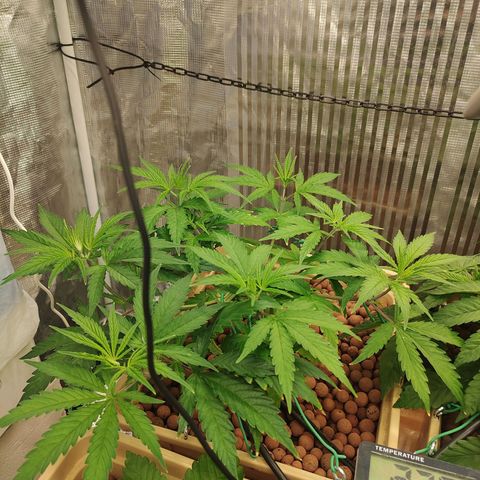 Blackberry Cake growlog timeline photo